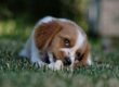 Puppy Insurance Guide