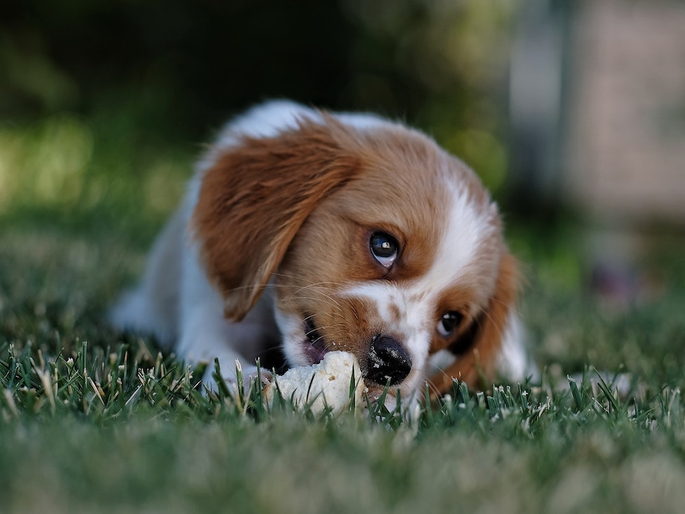 Puppy Insurance Guide