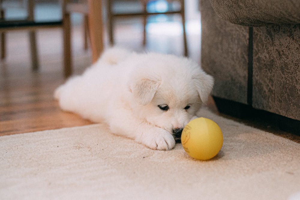 Puppy Insurance UK Puppy Insurance UK