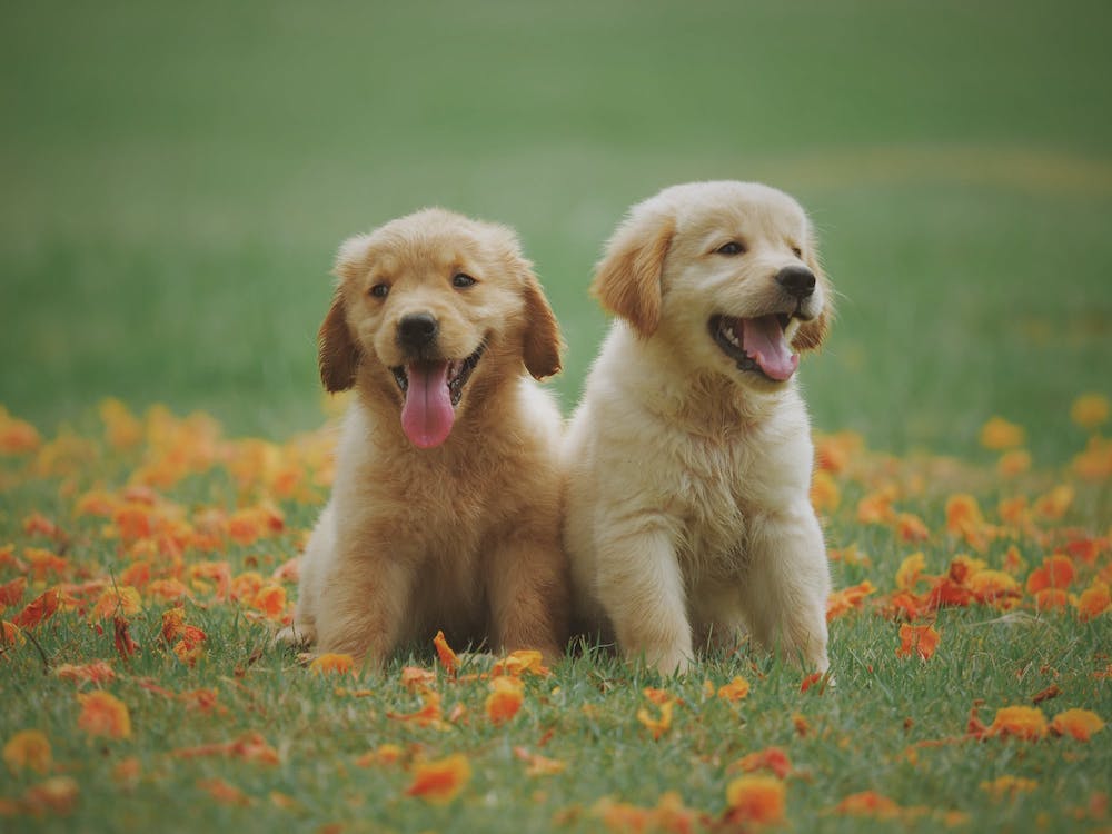 Puppy Insurance plans Puppy Insurance plans
