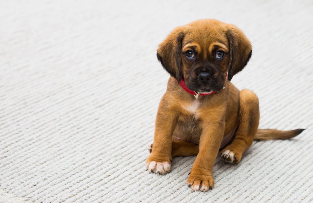 Puppy Insurance Puppy Insurance