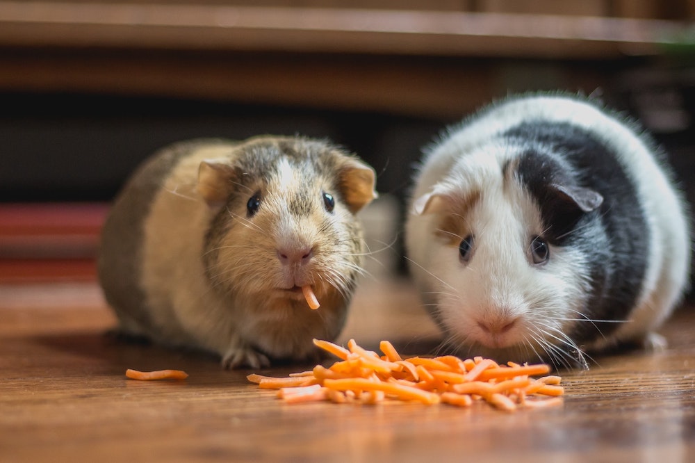 Tips for taking care of your guinea pig