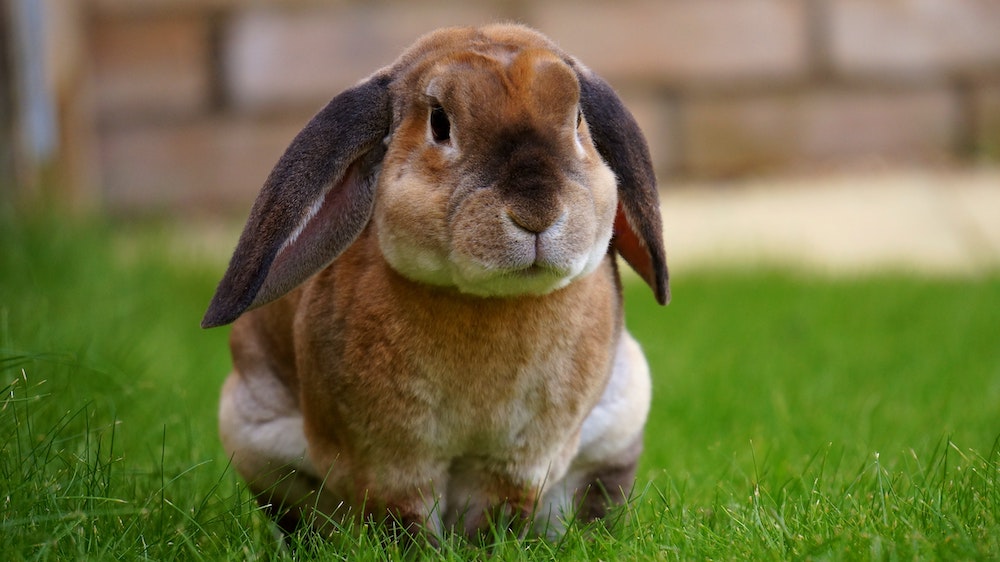 Types of rabbit insurance in the UK