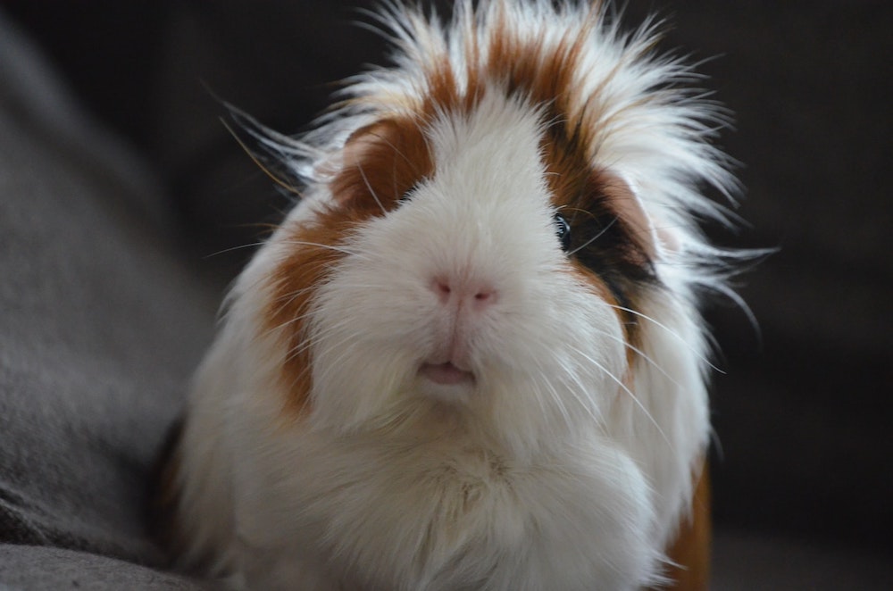 What does guinea pig insurance cover?