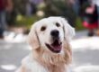 What is the best dog insurance to get?