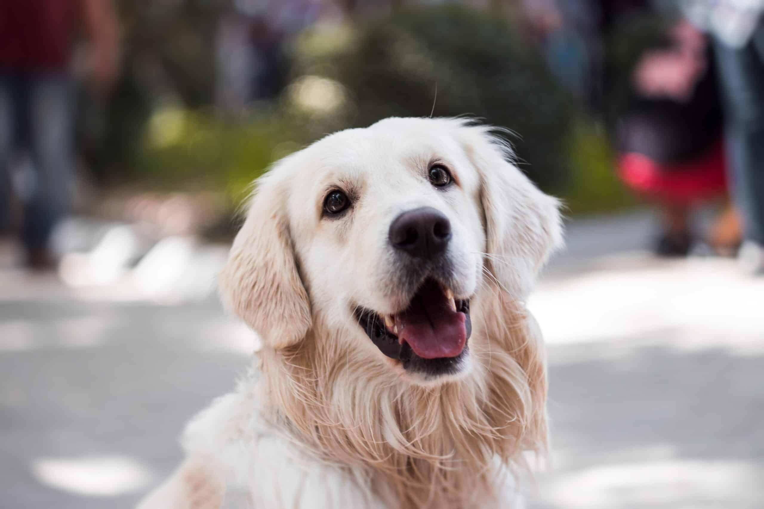 What is the best dog insurance to get? What is the best dog insurance to get?
