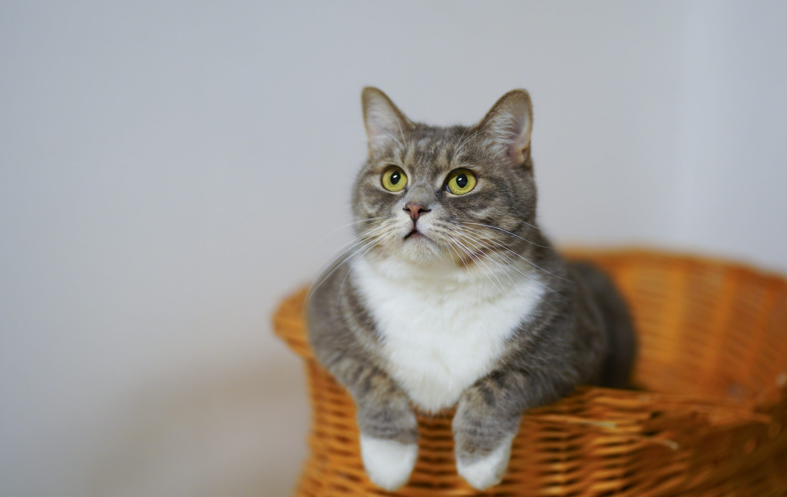 What kind of pet insurance should I get for my cat What kind of pet insurance should I get for my cat