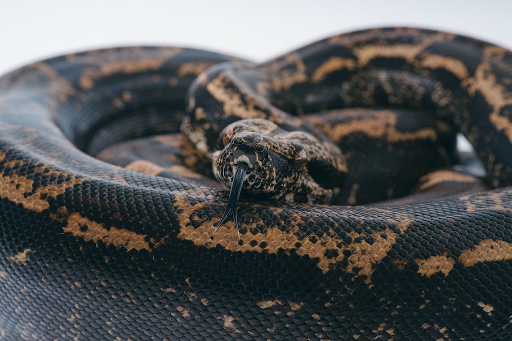 What to consider before buying an exotic pet What to consider before buying an exotic pet