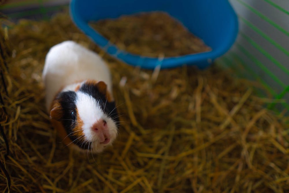 What types of guinea pig insurance are there?