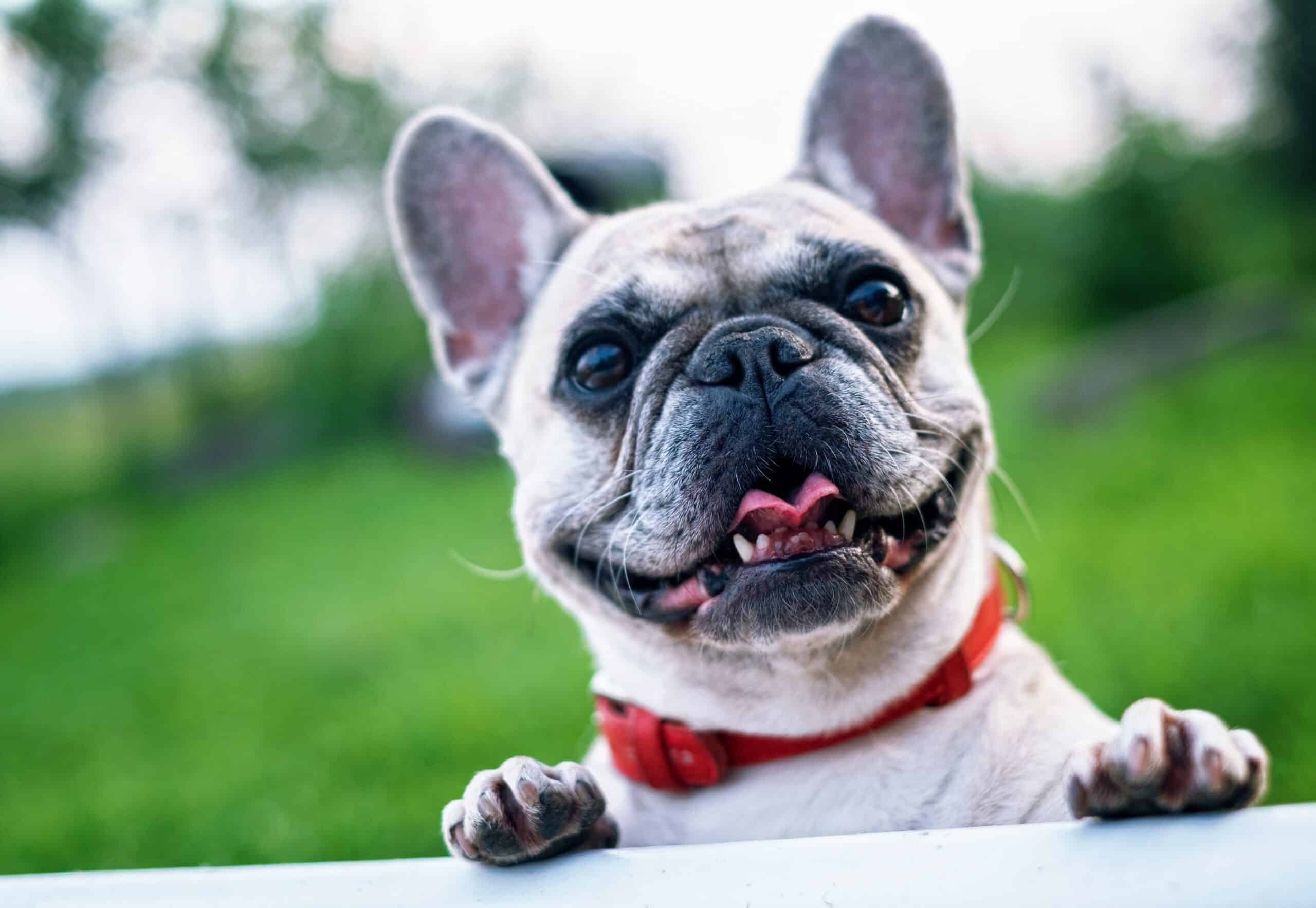 What’s not covered by dog insurance What’s not covered by dog insurance