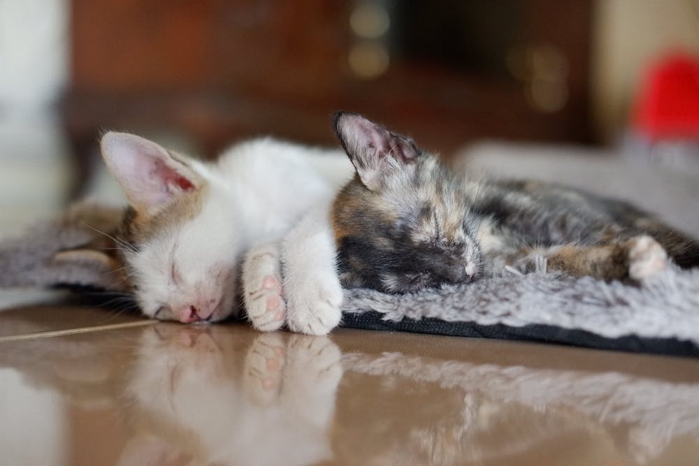 When should you insure a kitten? When should you insure a kitten?