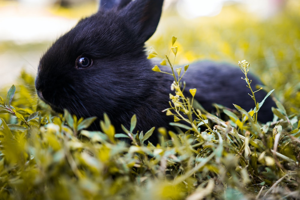 rabbit insurance comparison