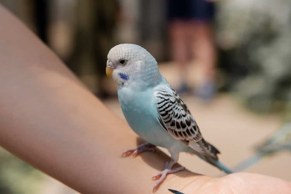 Bird insurance UK Bird insurance UK