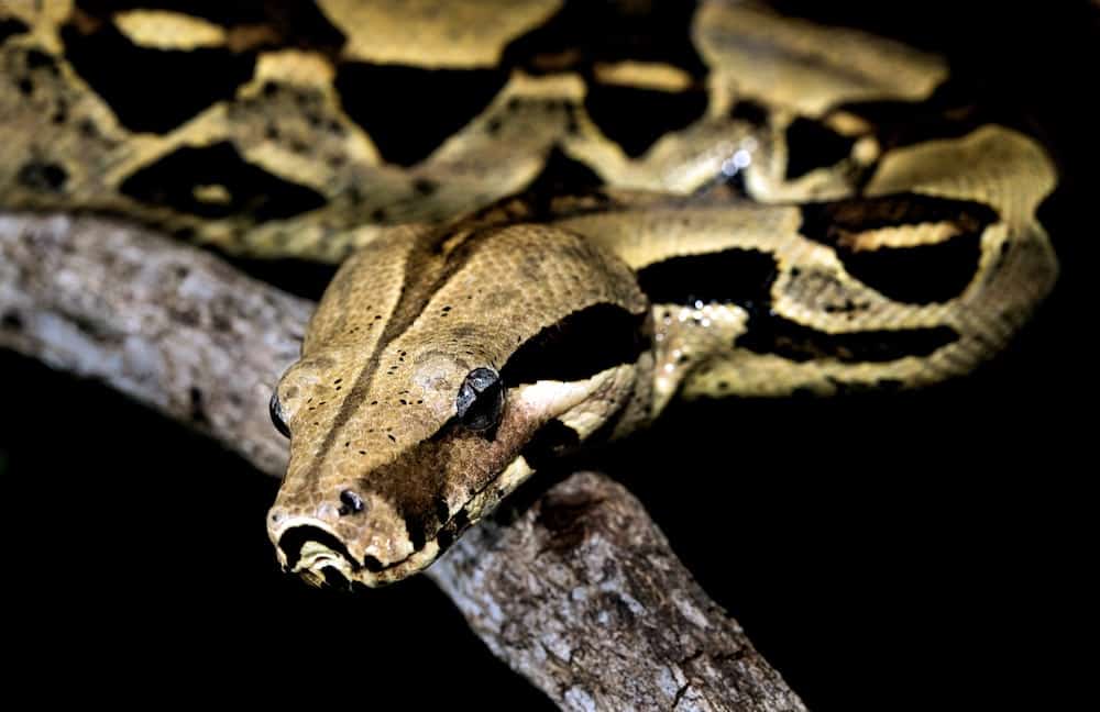 Can you insure a pet snake? Can you insure a pet snake?