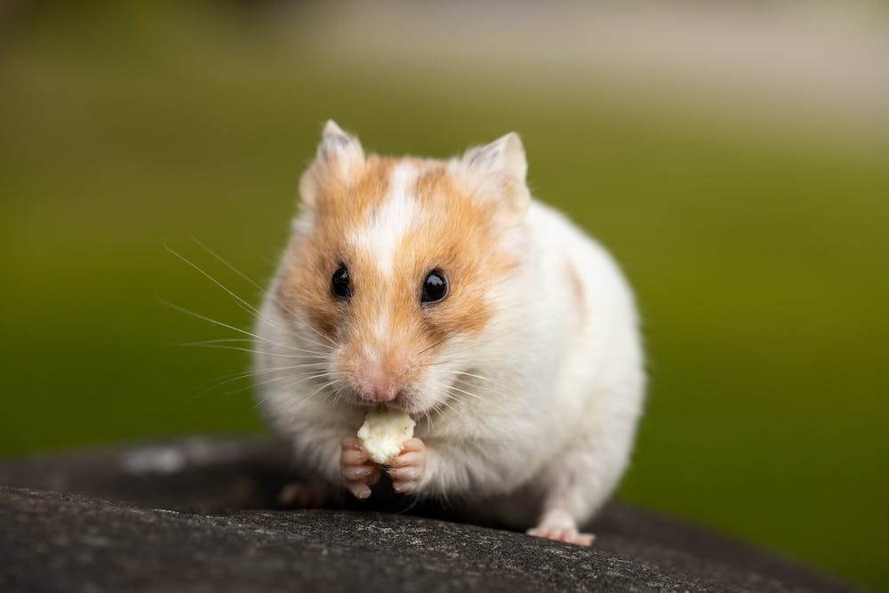 Roborovski Dwarf Hamster: Pet Care Guide, Lifespan, Cost, and