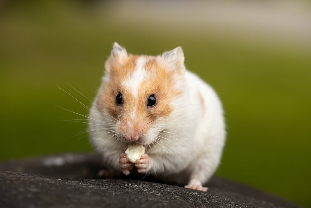 Compare Pet Insurance for Hamsters