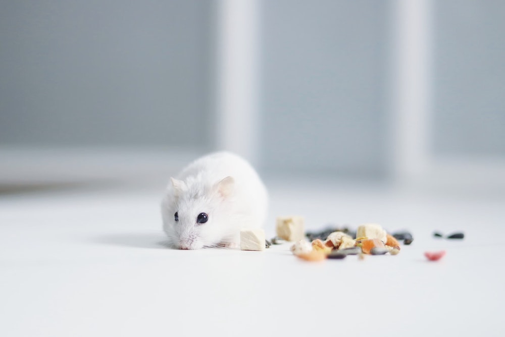 Do hamsters need insurance Do hamsters need insurance