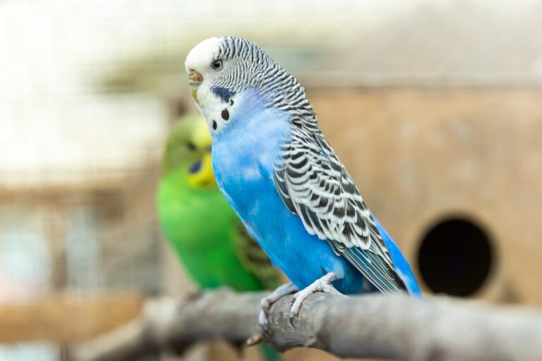 Pet Insurance for Birds UK Bird Insurance Comparison