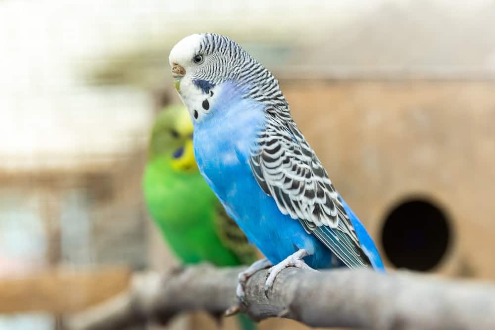 Exotic bird insurance Exotic bird insurance