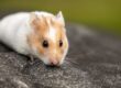 Hamster Insurance Comparison