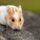 Hamster Insurance Comparison
