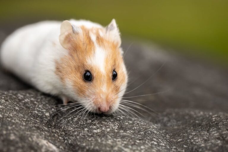 Pet Insurance for Hamsters UK Hamster Insurance Comparison