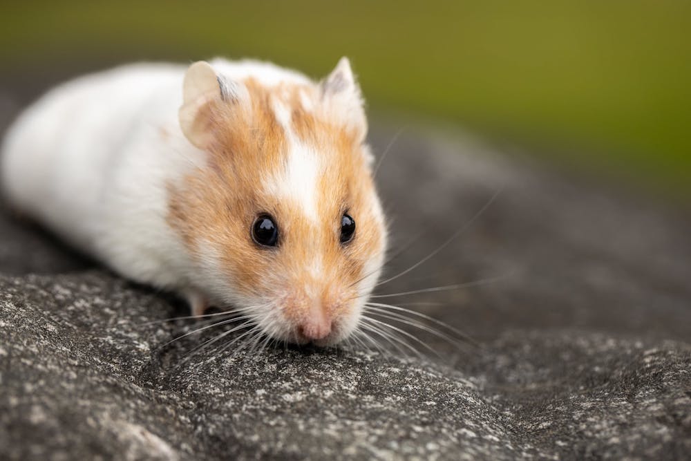 Hamster Insurance Comparison Hamster Insurance Comparison