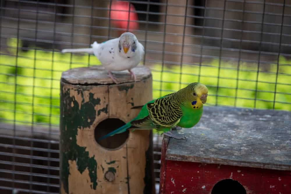 Pet bird Pet bird