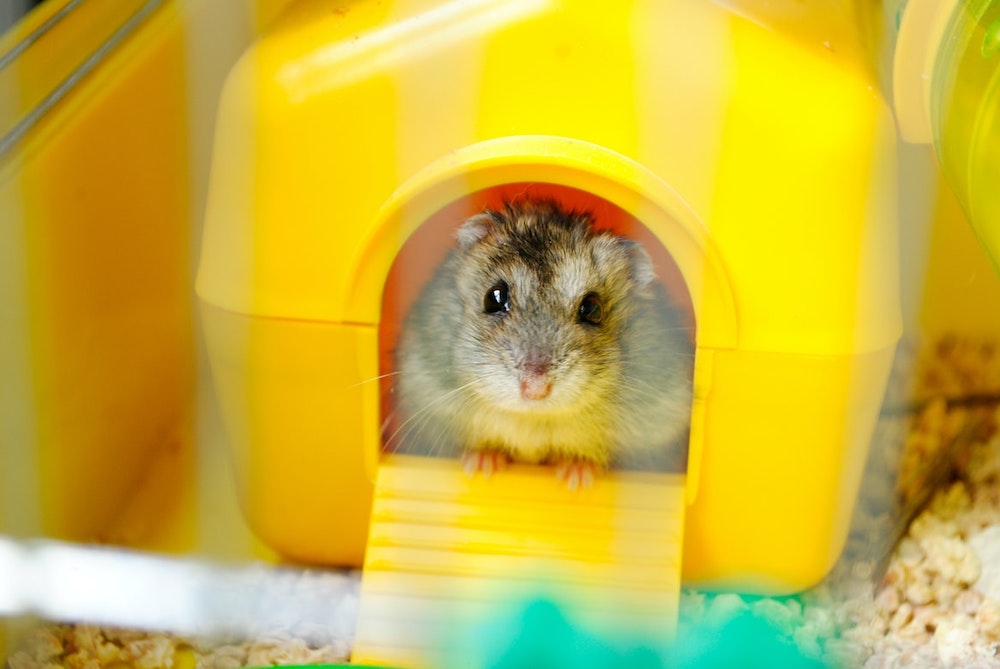 Pet insurance for dwarf hamsters