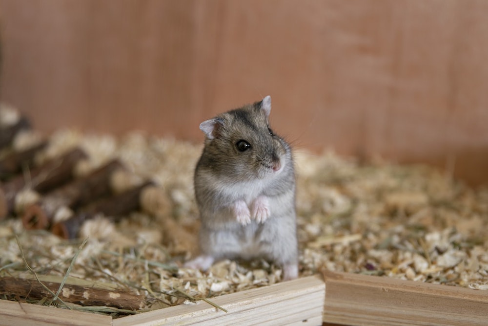 Pet insurance for hamsters UK