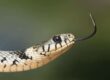 Pet insurance for snakes