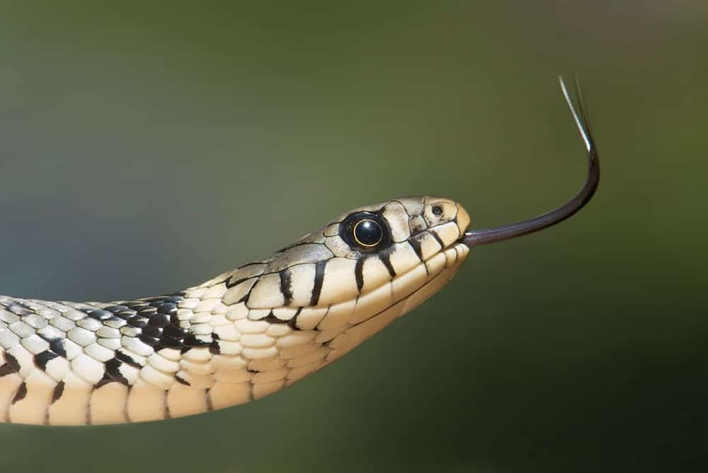 Pet insurance for snakes