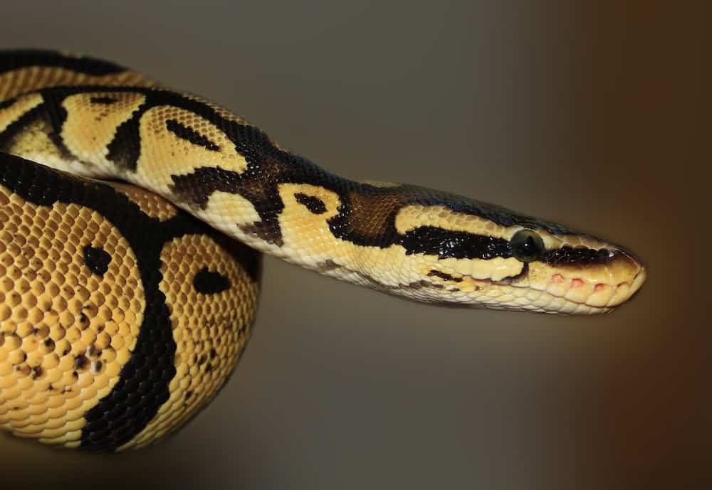 Snake insurance Snake insurance